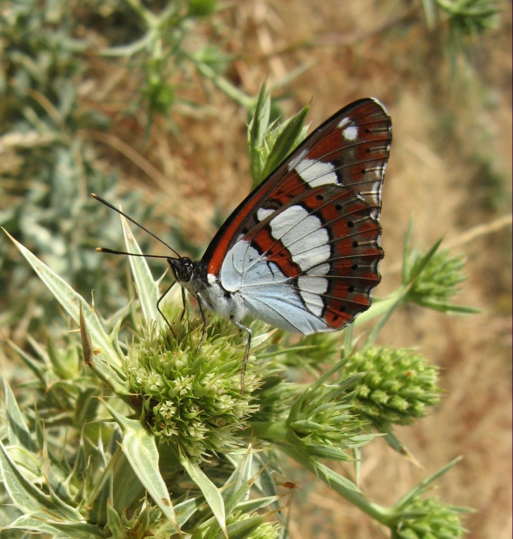 Limenitis reducta